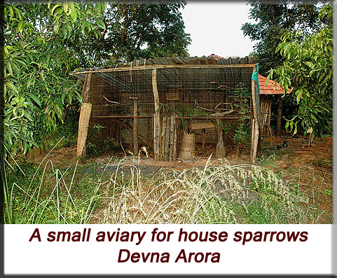Devna Arora - Small aviary for house sparrows